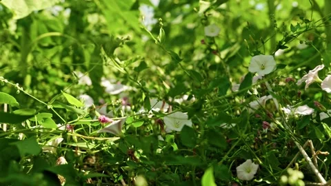 Wild Convolvulus Arvensis Bindweed Flowers in Green Grass 1 库存影片 339301411