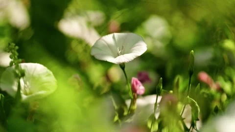 Wild Convolvulus Arvensis Bindweed Flowers in Green Grass 2 Vidéo 339301421