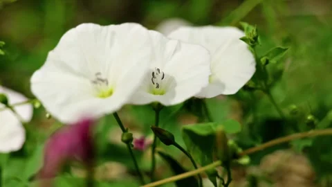 Wild Convolvulus Arvensis Bindweed Flowers in Green Grass 4 Stockbeeldmateriaal 339301476