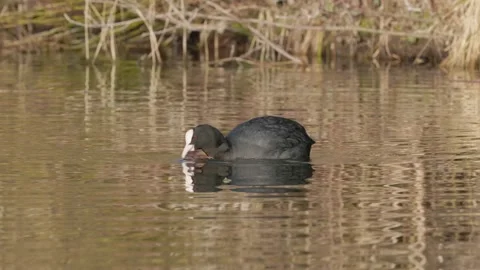 Wild coot eats red american crayfish Video stock 303762650
