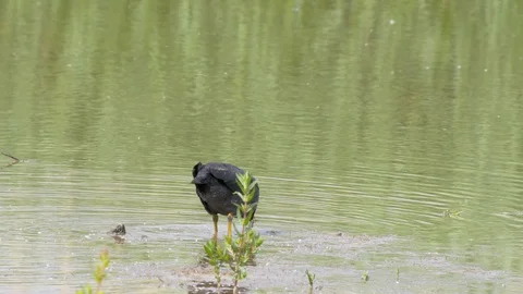 A wild coot, wading bird, feeding in shallow water of a large lake in souther Stock Footage 112757332