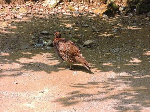 Wild Copper Pheasant bird foraging on the ground in a sunlit forest Stock Photos