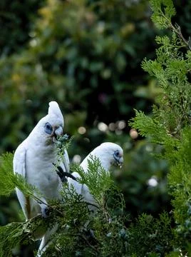 Wild Corellas (Licmetis) feasting on a tree branch in late afternoon Stock Photos