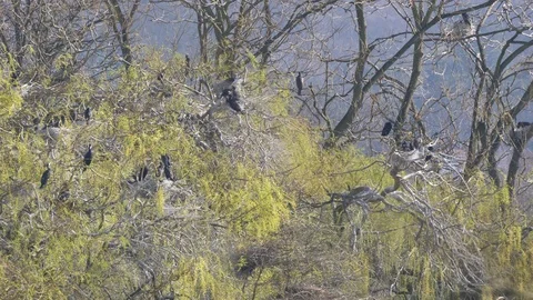 Wild cormorant colony nesting at nature reserve in south east England 4k 60 f Stock Footage 112714845