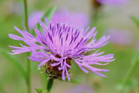Wild corn flower close up, summer meadow Фото
