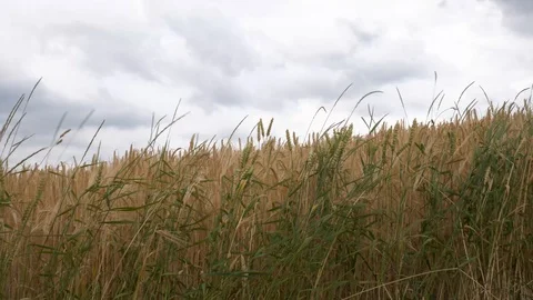 Wild Cornfield in the winds 스톡 동영상 112115729