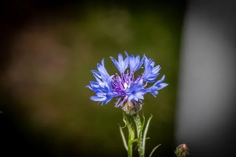 Wild Cornflower Photos