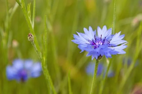 Wild cornflowers Stock Photos