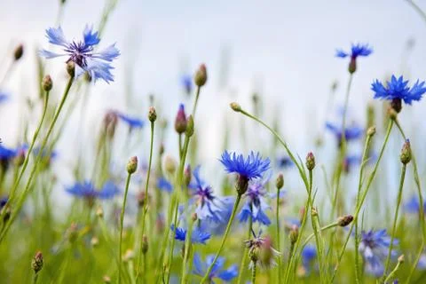 Wild cornflowers Stock Photos