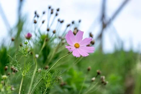 Wild cosmos Stock Photos