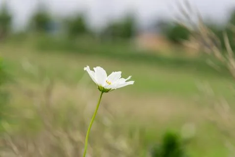Wild cosmos Stock Photos