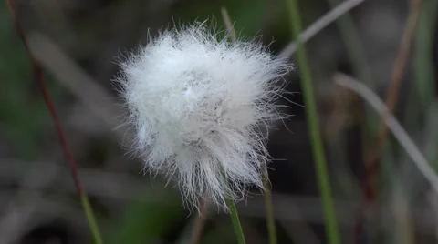 WILD COTTON CLOSE UP. 1 Stock Footage 46809879