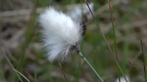 WILD COTTON  CLOSE UP. PAN. Stock Footage 46809889