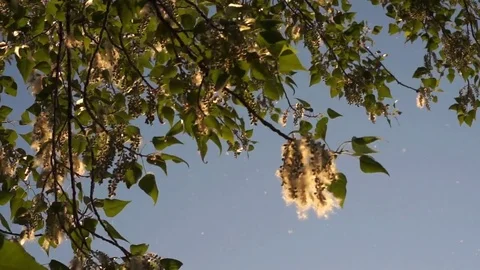 Wild cotton tree at sunset Stock Footage 74018042