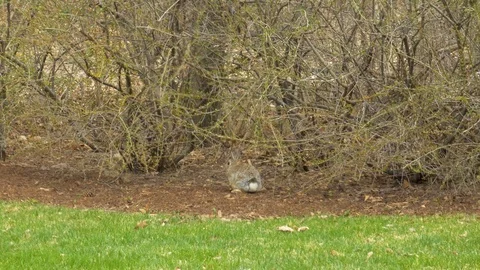 Wild cottontail rabit in Spring Stock Footage 106166857