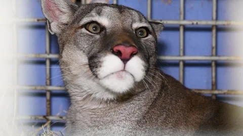 Wild cougar growls right into the camera 動画素材 211165975