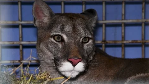 Wild cougar growls right into the camera Видео 220617410