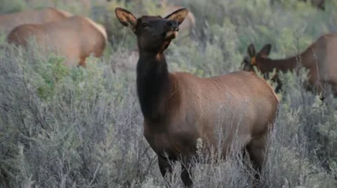 Wild cow elk Stock Footage 12346221