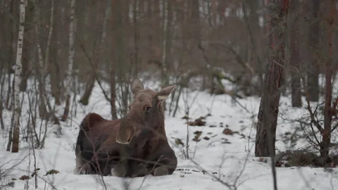 Wild cow moose lying in winter forest snow listening and looking at camera Video stock 329099634