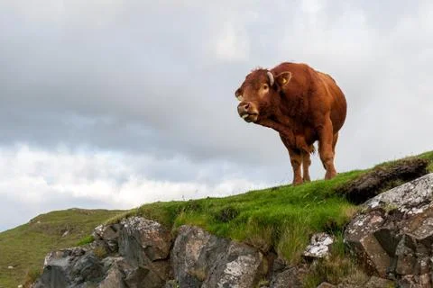Wild cow Stock Photos