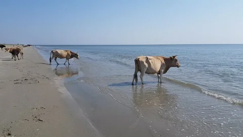 Wild Cows On The Beach Stock Footage 128645498