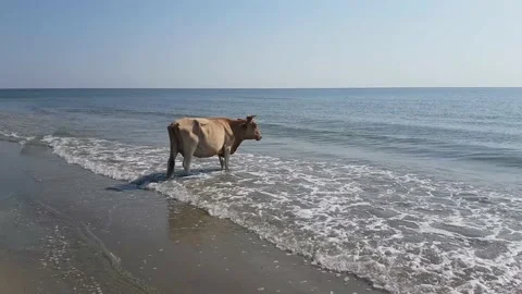 Wild Cows On The Beach Stock Footage 134894282