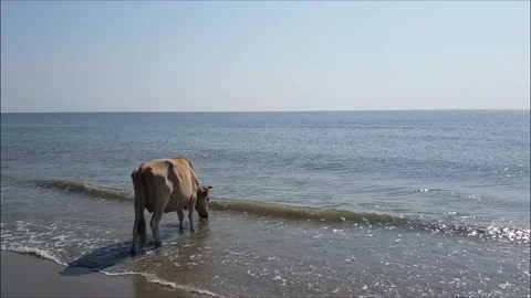 Wild Cows drinking water from sea Stock Footage 138300482