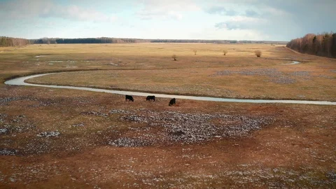 Wild cows grazing in a field on a cloudy day Stock Footage 126313119