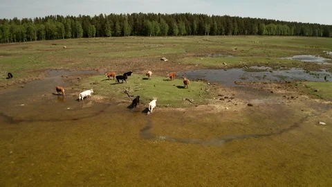 Wild cows in grazing Stock Footage 111421738
