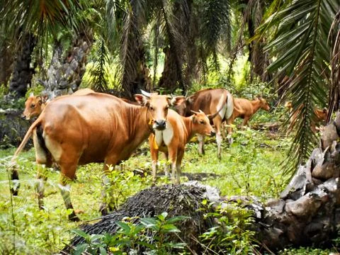 Wild cows in palm plantation1 Stock Photos