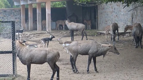 Wild Cows in a Zoo Stock Footage 47129178