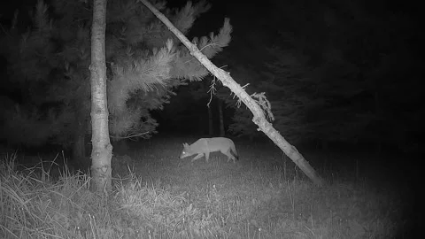 Wild Coyote Explores a Pine Forest at Night While Searching for Food Video stock 344768395