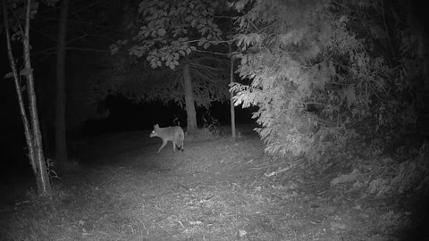 Wild Coyote Moving Through Grass at Night in a Forest Stock Footage 346960797