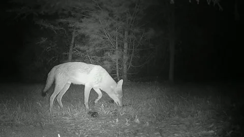 Wild coyote performs scent marking at night as part of its territorial behavior Video stock 343398922