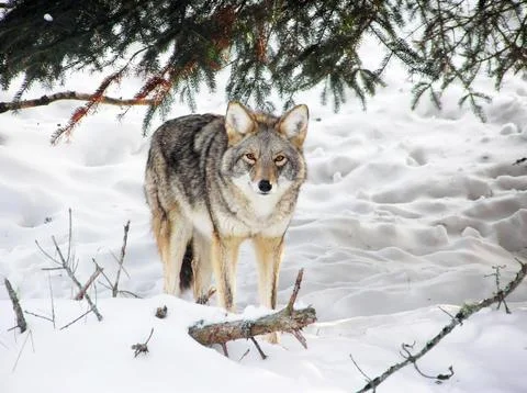 Wild coyote Stock Photos