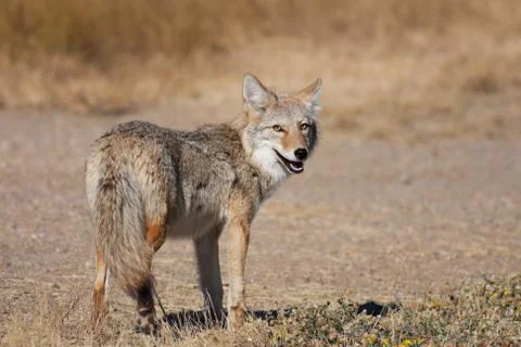 Wild coyote Stock Photos