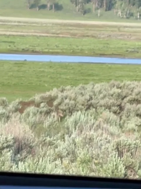 Wild Coyote Standing Alert in River Valley Meadow Vidéo 339881101