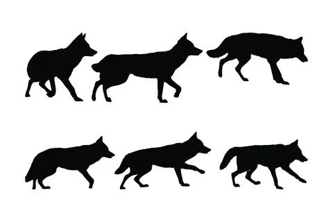 Wild coyote vector design on a white background. Coyote walking silhouette .. Stock Illustration