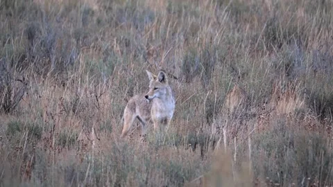 Wild coyote walking through tall dry grass in a meadow in Yellowstone Vídeo Stock 329348267