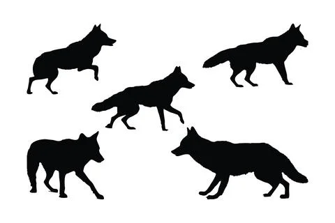 Wild coyote wolf on a white background silhouette set vector. Carnivore coy.. 스톡 일러스트
