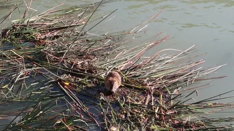Wild Coypu or Nutria on the River Tiber reeds, Rome, Italy Stock Footage 221765546