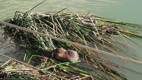 Wild Coypu or Nutria in the River Tiber, Rome, Italy Stock Footage 221765591