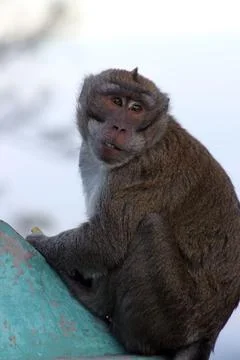 A wild crab-eating macaque (Macaca fascicularis) Stock Photos