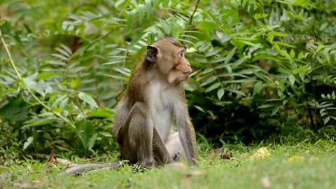 Wild crab-eating macaque monkey sitting in the lush tropical forest Stock Footage 344779242