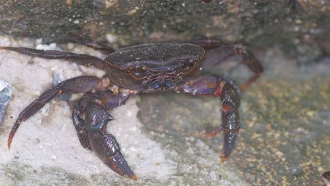 Wild crab standing Stock Footage 79656089