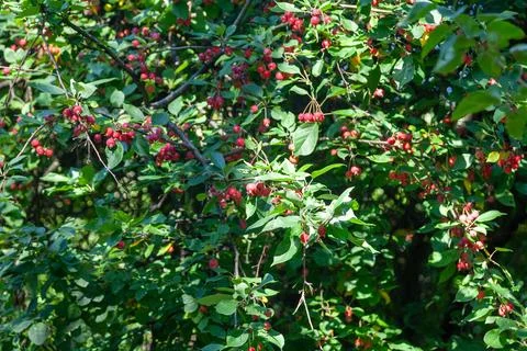 Wild crabapple tree with red apples Stock Photos