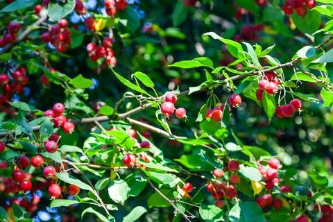 Wild crabapple tree with red apples Stock Photos
