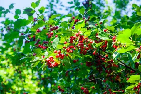 Wild crabapple tree with red apples Stock Photos