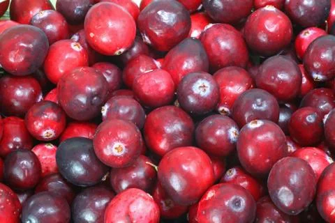 Wild cranberries Stock Photos
