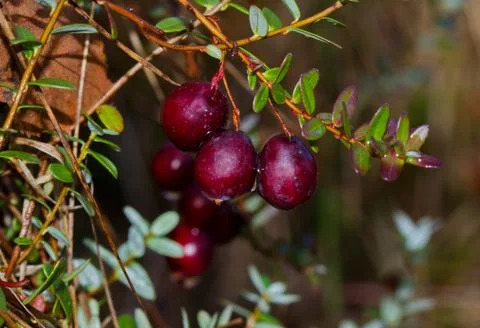 Wild Cranberries Stock Photos